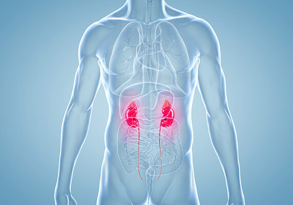 Kidneys Kidneys