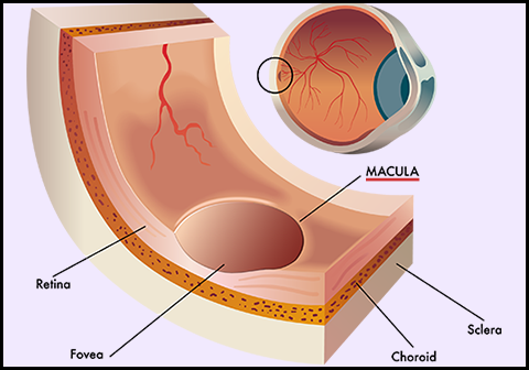Eye Diagram of Macula